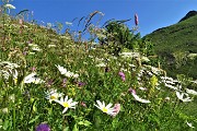 21 Prati nel pieno delle fioriture